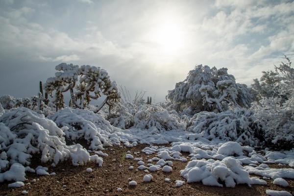 Cactus and Creosote Covered in Snow by BG Boyd