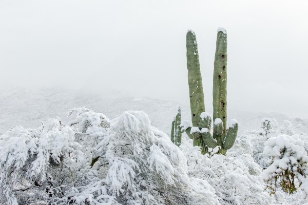 Saguaro in the Snow by BG Boyd