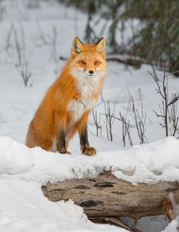 Curious Red Fox by James Capo