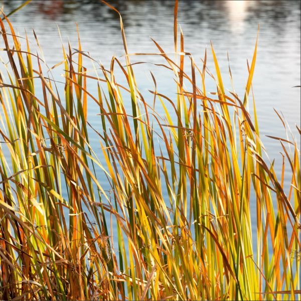 Reeds at Payson Lake by Rhonda Royse