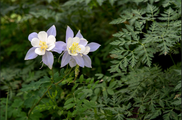 Colorado Blue Columbines, Crested Butte by Kathy Krucker