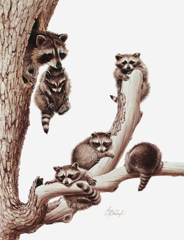 Raccoons by Guy Coheleach