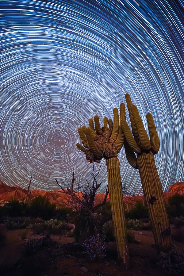 Cristate Saguaro with Stars by Kent Vincent
