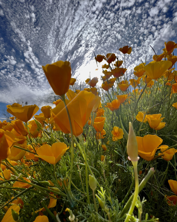 Poppin' Poppies by Enrique Aldana