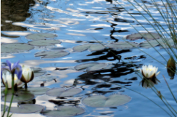 On the Water from Moments of Reflection series by Sonja Van Buuren