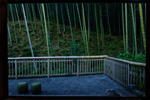 Bamboo Grove by George Nobechi
