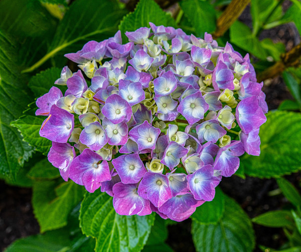 Early Sensation Hydrangea, Butchart Gardens by Gerald Goldberg, MD