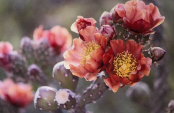 Desert Cactus Flowers by Leslie Leathers