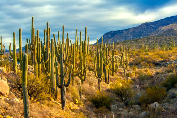 Marching Saguaros by Gerald Goldberg, MD