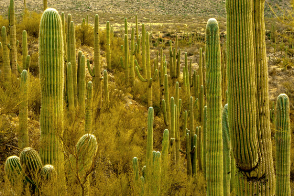 Saguaro Forest in the Catalinas by Gerald Goldberg, MD