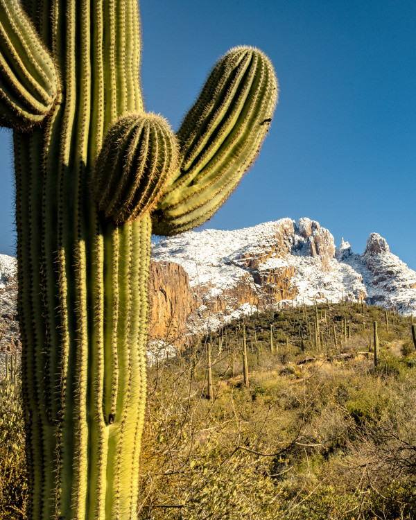 Saguaro in the Snowy Catalinas by Gerald Goldberg, MD