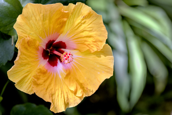 Hibiscus, Tucson Botanical Gardens by Gregory E McKelvey
