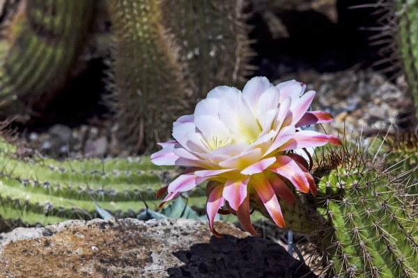 South American Cactus, Tucson Botanical Gardens by Gregory E McKelvey