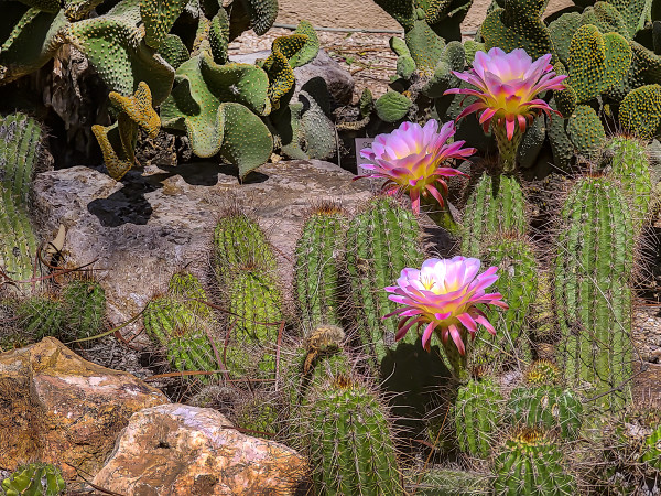 Tucson Botanical Gardens by Gregory E McKelvey