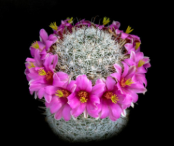 Hedgehog Cactus, Tucson, AZ by Gerald Goldberg, MD