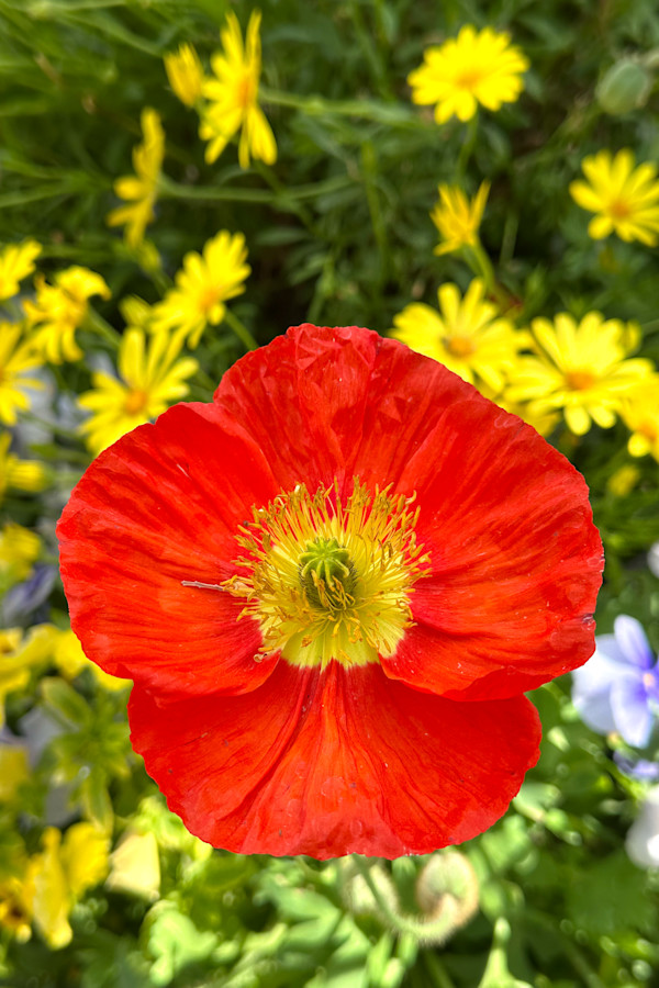 Poppy, Bright in Bloom by Xury Broyles, Image 1.