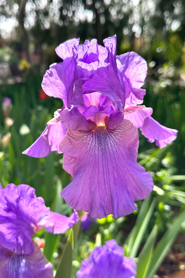 Iris, Warm Glow by Xury Broyles, Image 1.