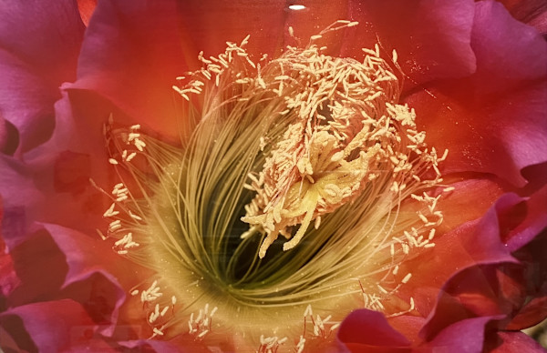 Trichocereus by Thomas A. Webster, M.D.