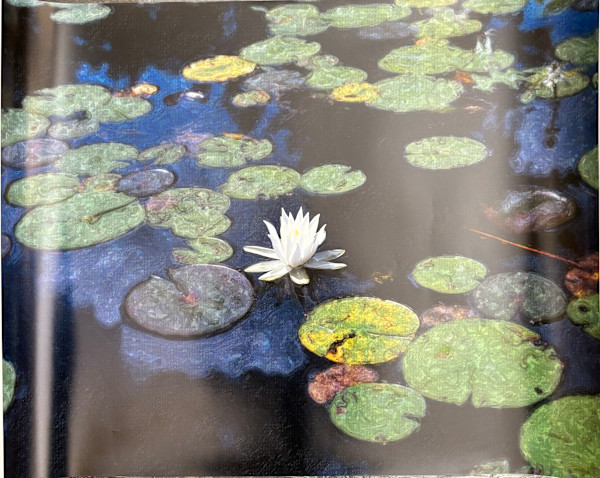 Water Lily, Hungry Jack Lake, Minnesota by Cheryl L. Hrudka
