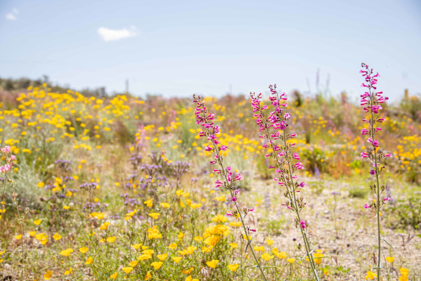 If a wildflower can bloom from even the harshest of foundations, so can you by Melinda Tichenor