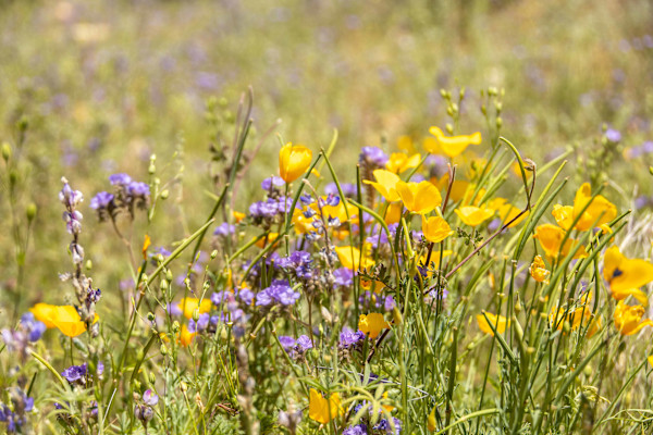 A flower blossoms for its own joy by Melinda Tichenor