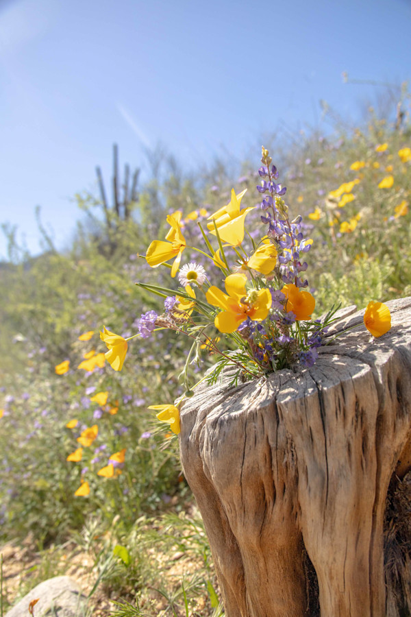 you gotta bloom where you’re planted by Melinda Tichenor