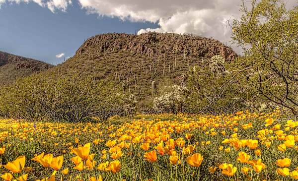 Spring Poppy's by Rhonda Royse