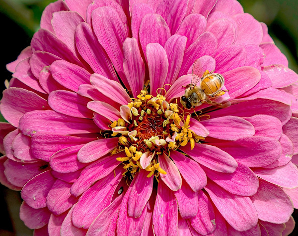 Buzzed in Bloom by Rhonda Royse, Image 1.
