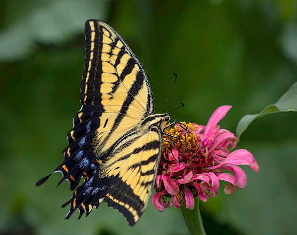 Zinnia Serenade by Rhonda Royse