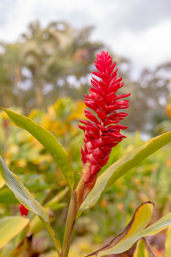 Hawaiian Red Ginger by Melinda Tichenor, Image 1.