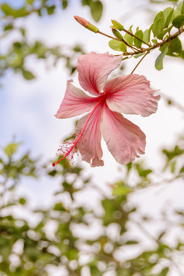 Tropical Hibiscus Flower by Melinda Tichenor, Image 1.
