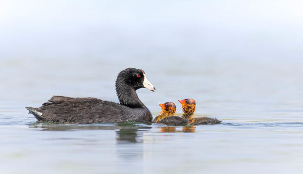 Baby Coots by James Capo