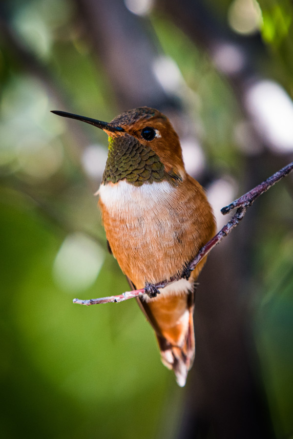 Allen's Hummingbird by Kristin Bendigo