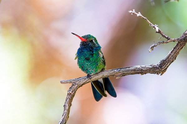 Broad-billed Hummingbird by Kristin Bendigo