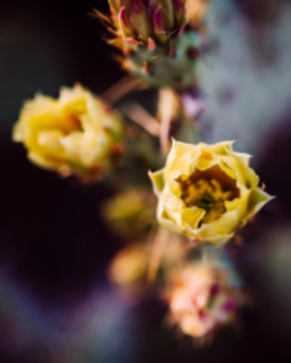 Cactus Flower by Kristin Bendigo