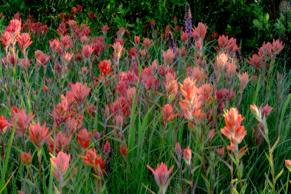 Field of Scarlet Paintbrush, Crested Butte, CO by Kathy Krucker