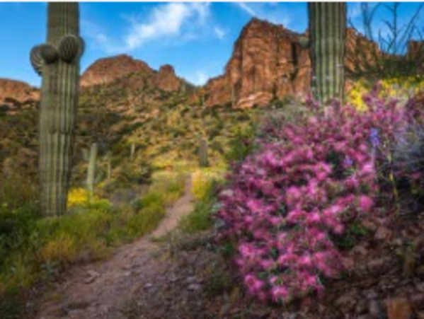 Flowering Bush on the Arizona Trail by Larry Simkins