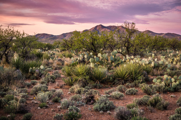 Along the Trail in the Sonoran Desert by Larry Simkins