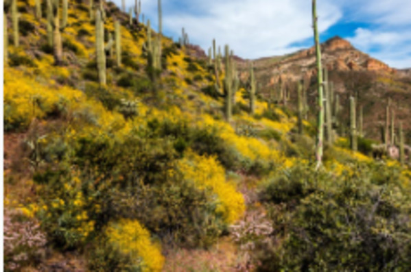 Spring on the Arizona Trail by Larry Simkins