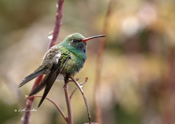 Broad-billed Hummingbird After the Rain by Leslie Leathers