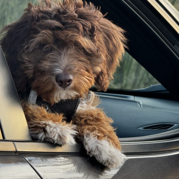 Leo in the Car by Leslie Leathers