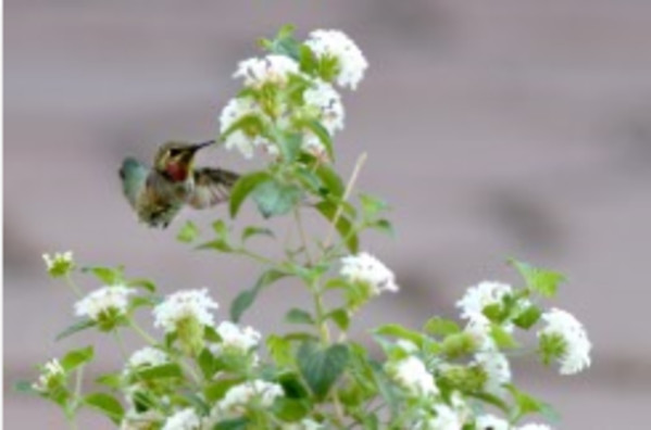 Anna's Hummingbird by Leslie Leathers