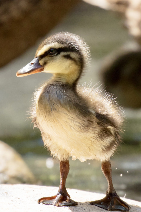 Baby Mallard by Leslie Leathers