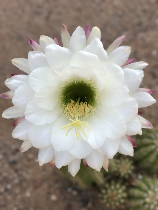 Big Bertha Cactus Flower by Leslie Leathers