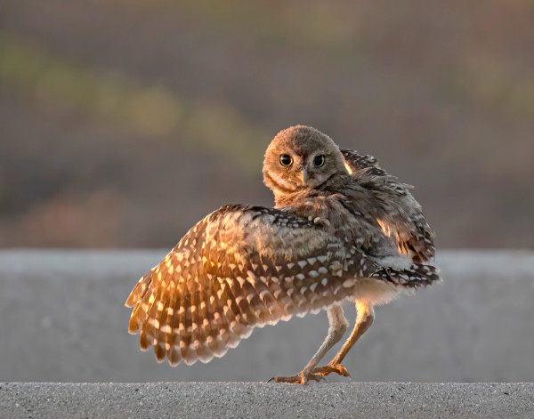 Burrowing Owl by Leslie Leathers