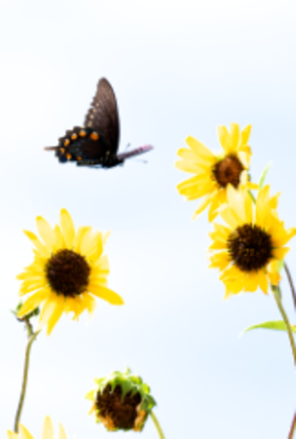 Butterfly and Yellow Flowers by Leslie Leathers
