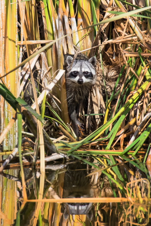 Raccoon in the Reeds by Leslie Leathers