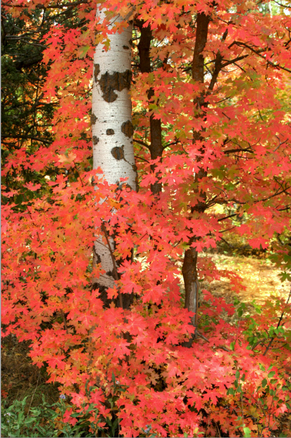 Maple’s Fall Colors Hug an Aspen Trunk    by Susan Drew