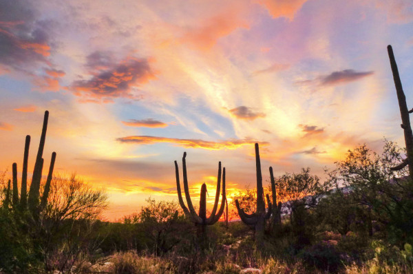Tucson Twilight by Marianne Leis