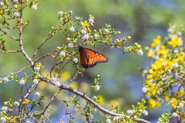 Butterfly by Mark Cormier